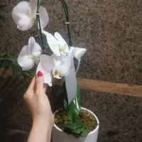 گل ارکیده|گل و گیاه طبیعی|رشت, معلم|دیوار