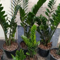 گل زاموفیلیا.اگلونما برفی.افوربیا گلدان.پتوس کاج|گل و گیاه طبیعی|اراک, |دیوار