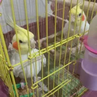 عروس هلندی لوتینو سخنگو|پرنده|دهلران, |دیوار