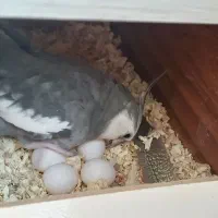 عروس هلندی وایت فیس|پرنده|کردکوی, |دیوار