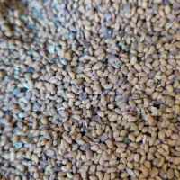 بذر یونجه نیکشهری