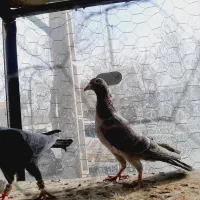 نروماده|حیوانات|تاکستان, |دیوار