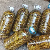 خیارشور ترد وتازه