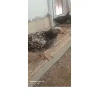 عروس هلندی سخن گو