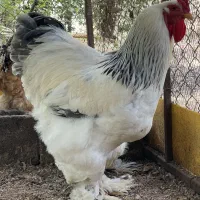 تخم مرغ نطفه دار برهما امپراتور
