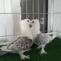 کبوتر بلژیکی