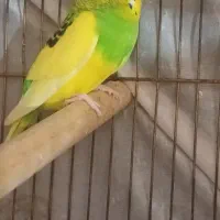 مرغ عشق نر