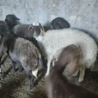 گوسفند جوان سه تا میش و یکی بره پارسال
