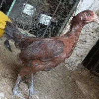 سه عدد مرغ لاری|حیوانات مزرعه|قزوین, |دیوار