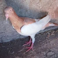 کبوتر یهودی زرد