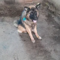 ژرمن  شپر نره  هست|سگ|رودبنه, |دیوار