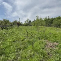 ۲۰۰۰ متر زمین باغ میوه ویودار در بابلکنار|فروش دفتر صنعتی، کشاورزی، تجاری|بابل, |دیوار