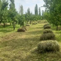 یونجه وعلف
