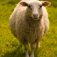 فروش گوسفندزنده