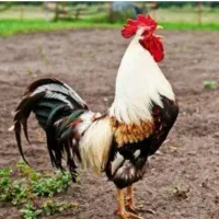 خروس محلی بزرگ جوان مخصوص نزری و قربانی