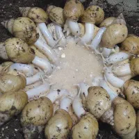 حلزون مولد و خاک مخصوص حلزون و تخم حلزون|خزنده|سنندج, |دیوار