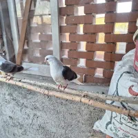 ی جوجه سفید کاکل دیروز گم شده