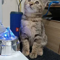 واگذاری بچه گربه