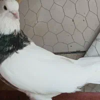 زیورآلات، سالم به شرط