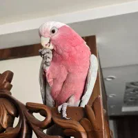 طوطی کاکادو گالارز رام سخنگو|پرنده|اصفهان, شاهزید|دیوار