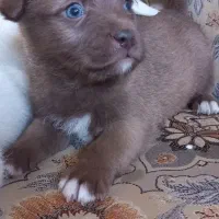 واگذاری توله فیندو