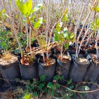 نهال. پسته.|خدمات باغبانی و درختکاری|قزوین, |دیوار