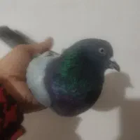 یک جفت کبوترسبز|پرنده|میاندوآب, |دیوار