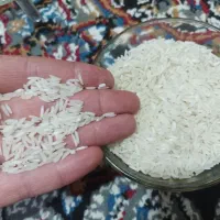 هاشمی پرمحصول پخت عالی