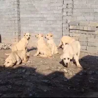 باسلام فروش ۶عدد پژدر چهار ماهه چت پیام بدین