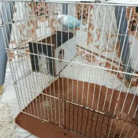 کوتوله آبی|پرنده|زابل, |دیوار