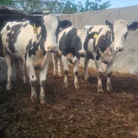 ۳ راس تلیسه گاو