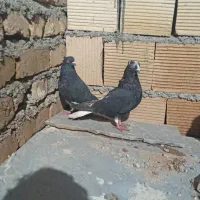 ۳ تا کبوتر|پرنده|بیرانوند, |دیوار