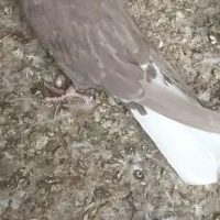 یک جفت دمسفید۱۴ و۱۵ دم دوبهر