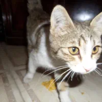 بچه گربه پیدا شده