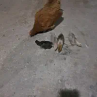 مرغ و ۴ عدد جوجه