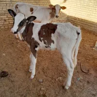 گوساله گاو ماده