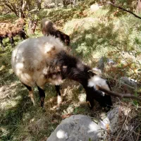 دو راس افشاری خالص