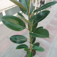 گل فیکوس شاداب