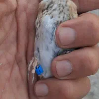 چونه سفید طوق سفید نر