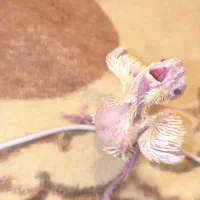 جوجه عروس هلندی سرلاکی