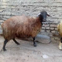 دوعدد گوسفنده ماده|حیوانات مزرعه|خان ببین, |دیوار