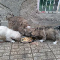 دوعدد تول بامادرشو|سگ|ملایر, |دیوار