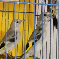 جوجه سهره رسمی و کرمانی