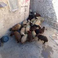 فروش کاور نر و ماده|حیوانات مزرعه|سقز, |دیوار