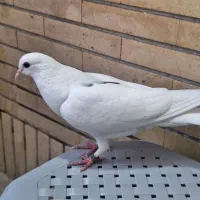 کبوتر جوجه.گم شده در شاهین شهر|پرنده|شاهین‌شهر, عطار|دیوار