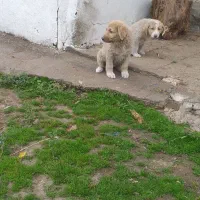 دو عدد توله ماده سنگسری