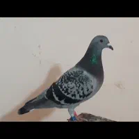 کبوتر پلاکی