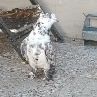 کفتر تهرانی