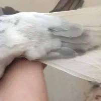 کبوتر سبز دم سفید شعمک دار|پرنده|برازجان, |دیوار