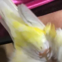 قناری طلایی نر|پرنده|اردبیل, |دیوار